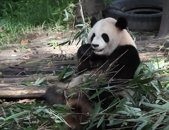панда изображение (download .jpg)