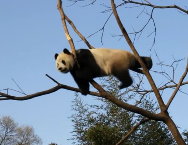 панда изображение