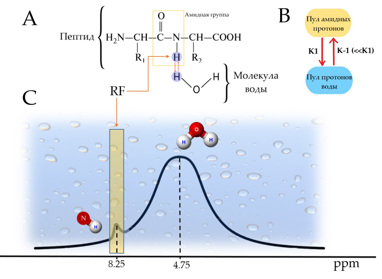 Figure showing exchange of protons between the amide group of a protein and a water molecule