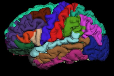 изображение мозга