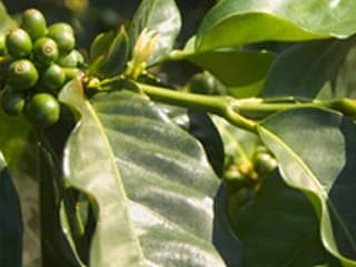 Плоды кофейного дерева (кофейная вишня)