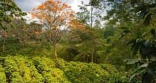 Кофейные деревья выращивают в районах с тропическим и субтропическим климатом.