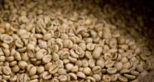 Зерна из красных плодов кофейного дерева извлекают и высушивают.