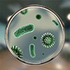 Аллергия на микробы