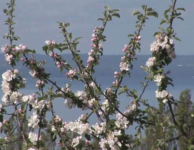 полевые цветы изображение (download .jpg)