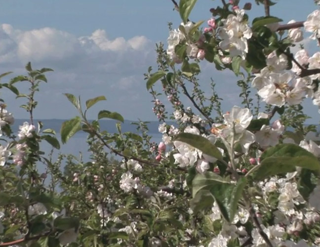 полевые цветы изображение (download .jpg)