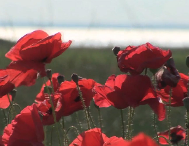 полевые цветы изображение (download .jpg)