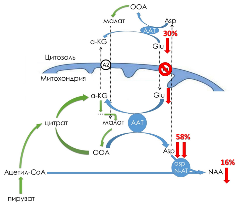 Визуализация-повреждений-мозга  (download .jpg)